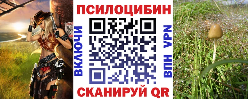 дарк нет наркотические препараты  Бердск  Псилоцибиновые грибы Psilocybe 